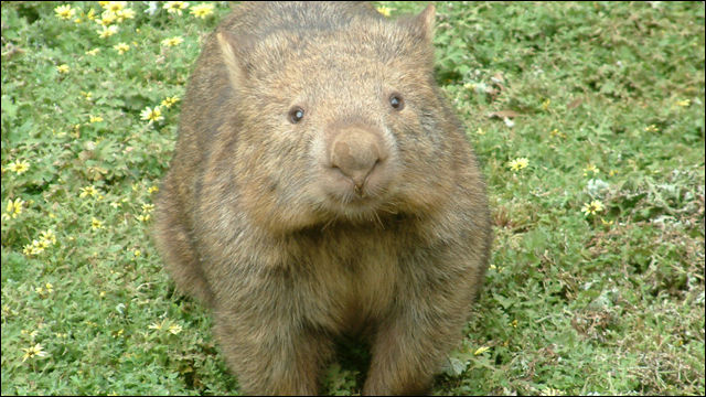 コアラの仲間のウォンバットがかわいい 日本ではどうやったら飼えるの 恋愛 芸能 スポーツ詰め合わせ